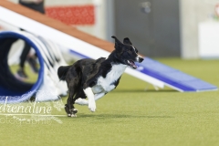 Agility Intermediaire 2