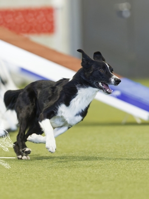 Agility Intermediaire 2