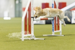 Agility Medium 3