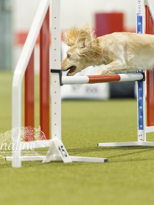 Agility Medium 3