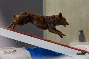 1T0A0236HAM