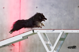 1T0A0382HAM