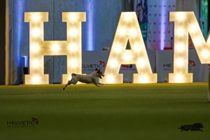 1T0A1426-3HAM