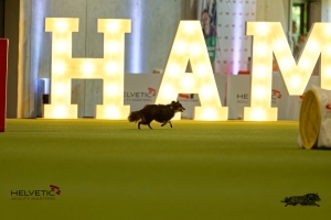 1T0A1703-4HAM