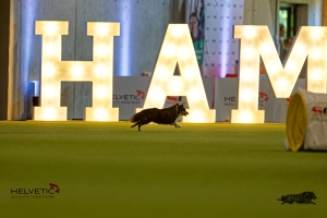 1T0A1704-3HAM