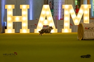 1T0A1767-3HAM