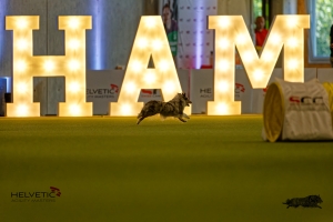 1T0A1768-3HAM