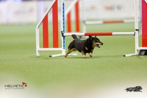 1T0A2389-2HAM